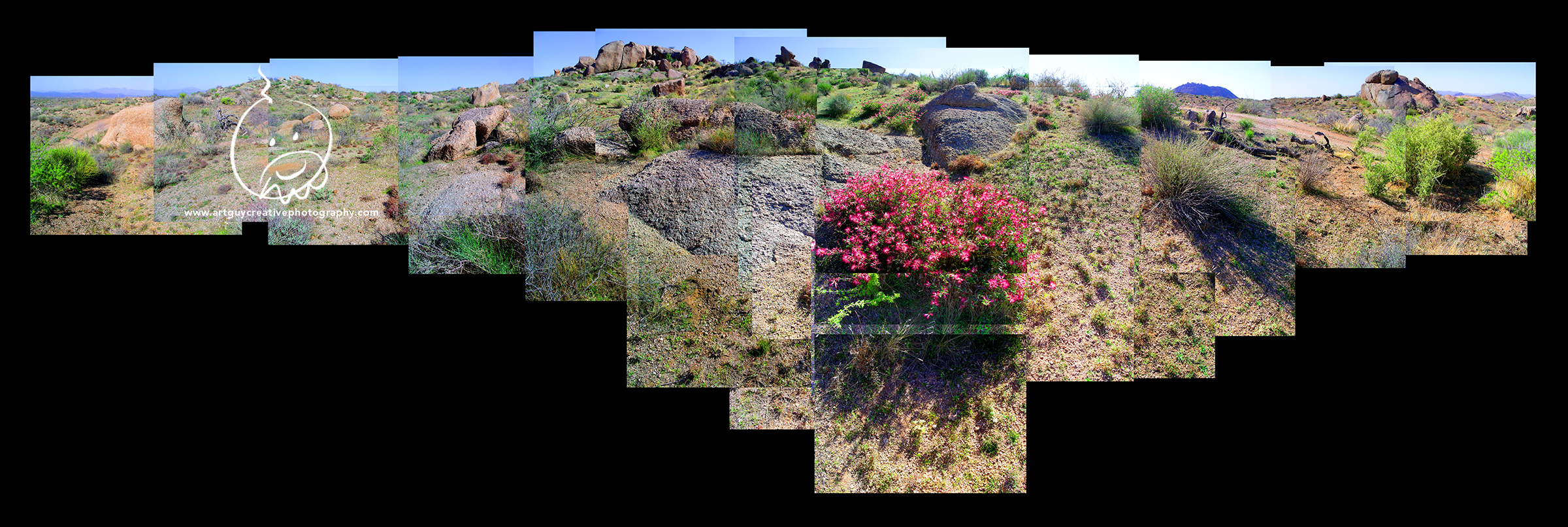 Arizona Desert Photography Desert Bloom Flowers