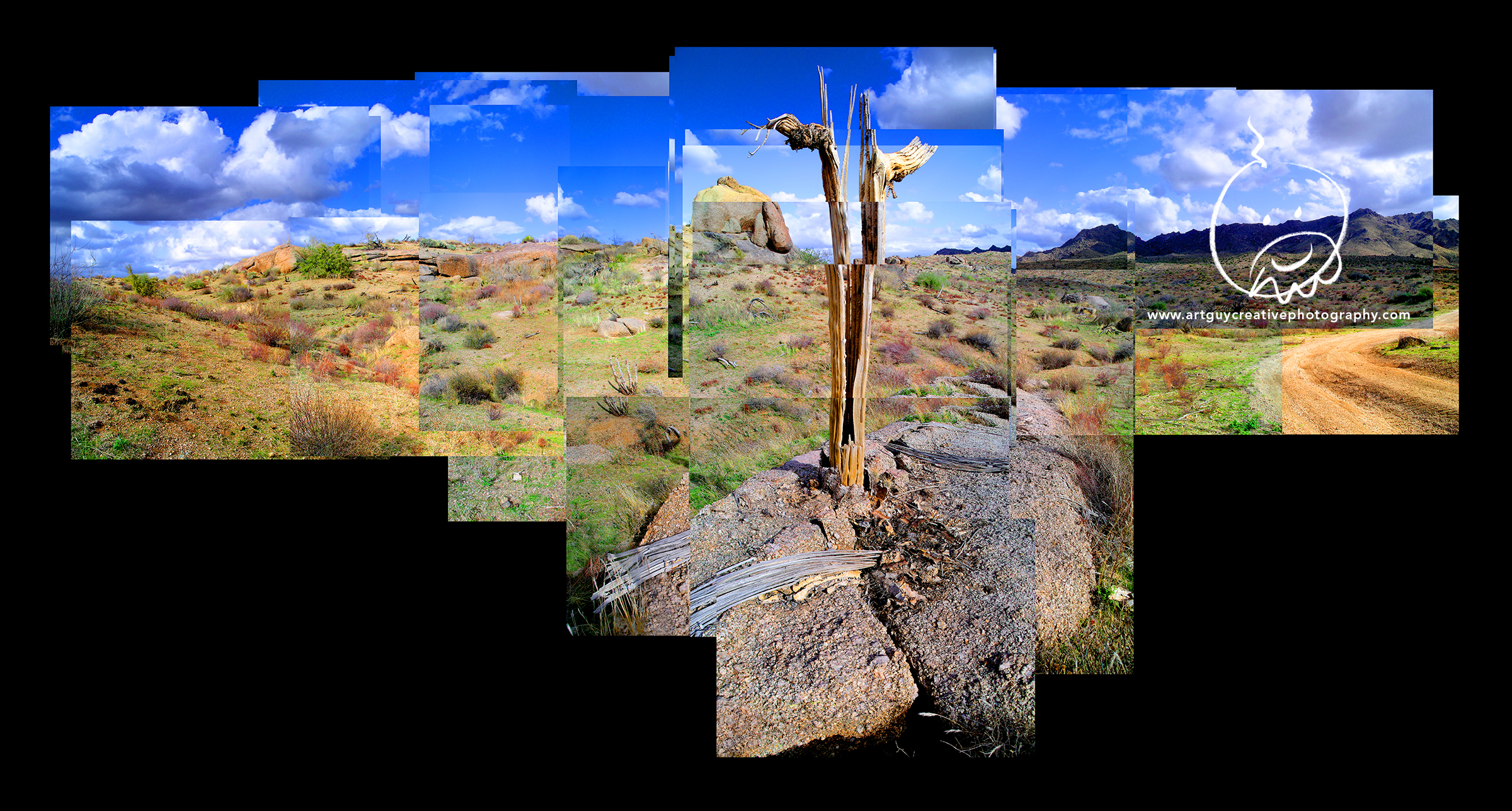 Arizona Desert Photography Cactus